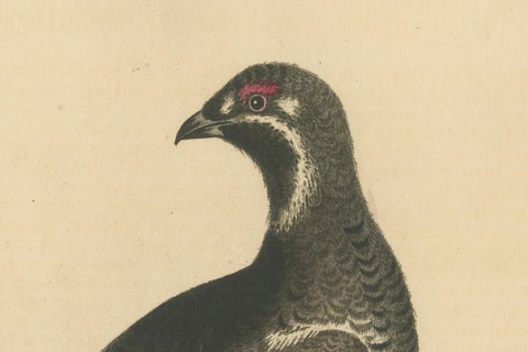 The Black and Spotted Heath Cock: An Original Hand-Colored Engraving, 1746, close-up 2
