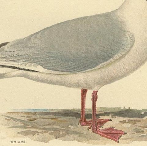 Antique Bird Print of the Black-Headed Gull 'Male' by Von Wright, 1929, close-up 2