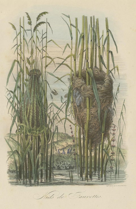 Antique Decorative Print of Warbler Nests, 1854, close-up 1