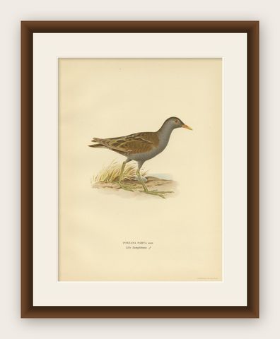Antique Bird Print of the Little Crake 'Female' by Von Wright, 1929, shown framed