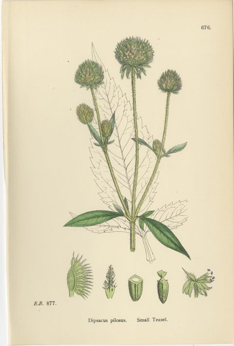 Set of 8 English Botanical Prints 1902, Teasel & Scabious, Sowerby, view 6