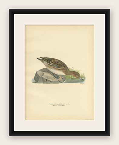 Antique Bird Print of a Female Eurasian Wigeon, '1929', shown framed