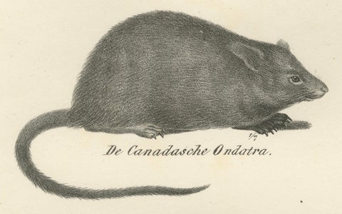 19th-Century Zoological Lithograph of Beavers, Muskrats and Field Mice, close-up 2