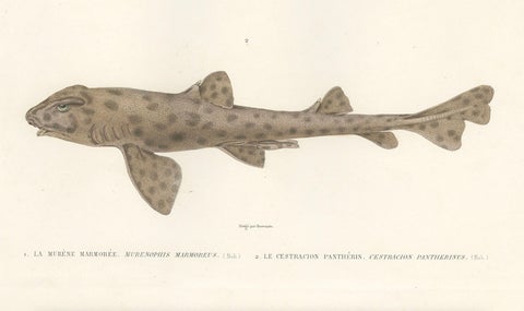 Vintage Sea Life Print, Moray Eel and Panther Shark from French Voyage, close-up 3