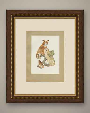 Striped Owl, Barn Owl and Pygmy Owl, Brazilian Bird Print, Descourtilz, 1944, shown framed