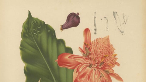 Antique Botanical Chromolithograph of Torch Ginger by Hoola van Nooten, c.1880, close-up 2
