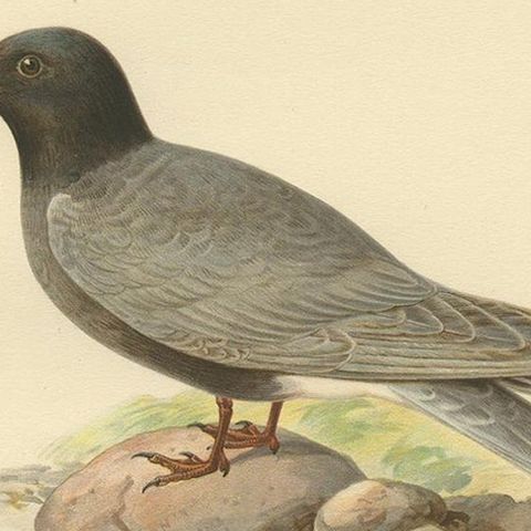 Antique Bird Print of the Black Tern 'Male' by Von Wright, 1929, close-up 2