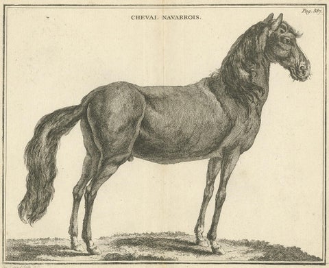 Antique Print of a Navarrin Horse by Fessard, 1819, view 4