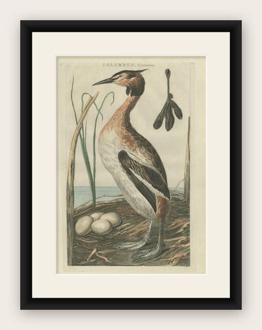 Antique Bird Print of the Great Crested Grebe by Sepp & Nozeman, 1789, shown framed