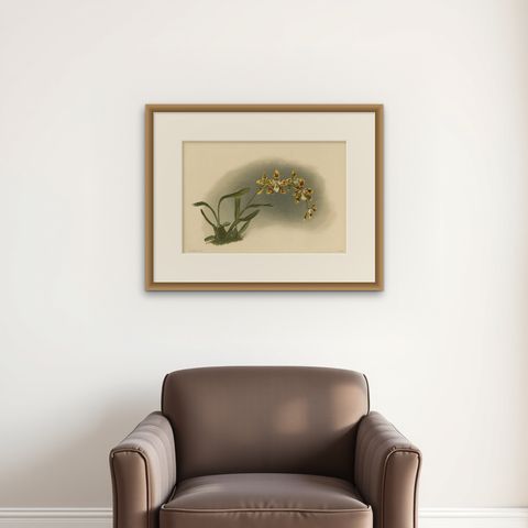 Yellow Spotted Orchid Print, Odontoglossum Excellens, Reichenbachia c.1888, shown framed on a wall