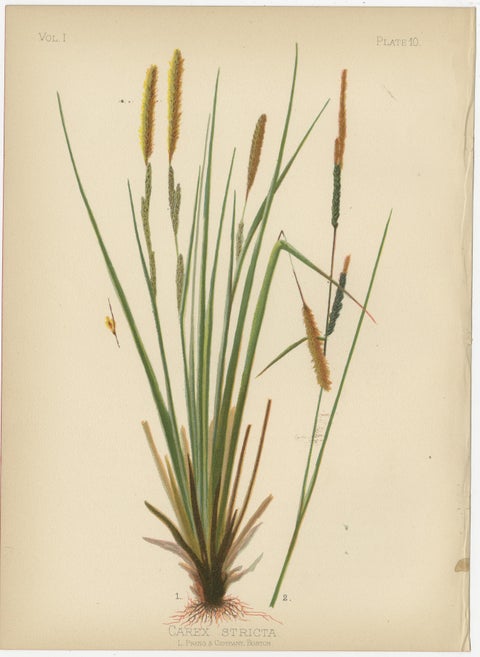 Native US Flora - Four Original Botanical Chromolithograps, 1879, view 5