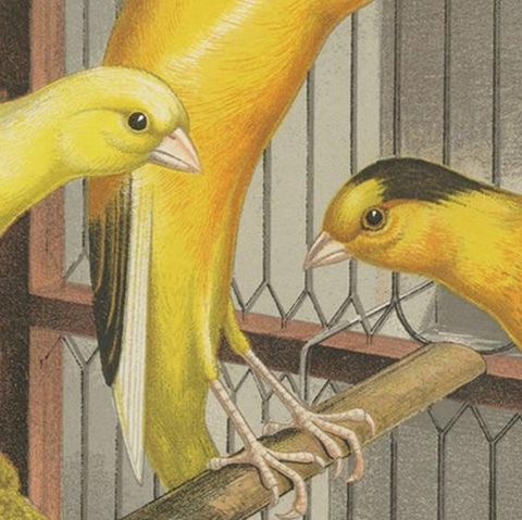 Antique Bird Print of the Scotch Fancy Canaries, circa 1880, close-up 2