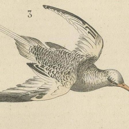 Hand-colored Print of a White Pelican, Frigate Bird and Red-Tailed Tropic Bird, close-up 3