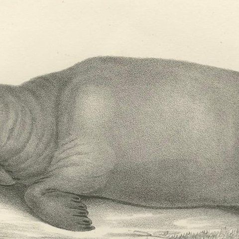 19th-Century Lithograph of Walruses in Arctic Habitat with Calf Illustration, close-up 6