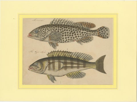 1819 Marine Splendor: Original Hand-Colored Engravings of Fishes, view 2