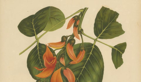 Original Antique Flame of the Forest Botanical Chromolithograph, ca.1880, close-up 2