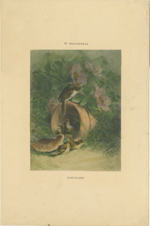 Nestled Sparrows in a Broken Flower Pot - Rare Giacomelli Ornithological Print, view 2