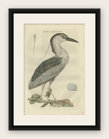 Antique Bird Print of the Black-Crowned Night Heron by Sepp & Nozeman, 1789, shown framed