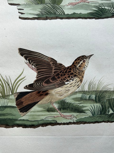 Meadow Pipit Bird Print, Alauda Pratensis from Nederlandsche Vogelen, 1809, view 5