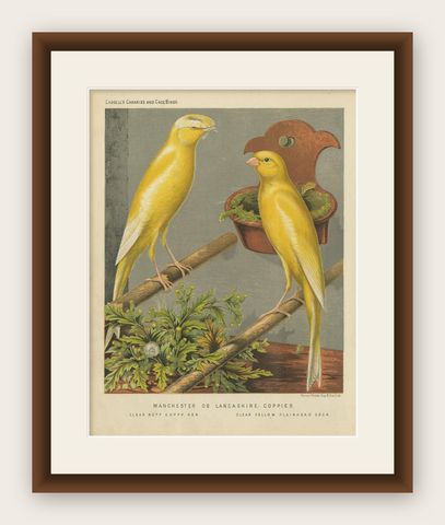 Antique Bird Print of the Manchester or Lancashire Coppies, circa 1880, shown framed