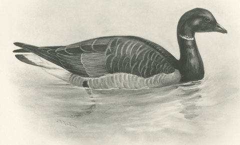 Brent Goose Swimming, Plate CLXIV after Lilian Medland, c. 1909, close-up 1