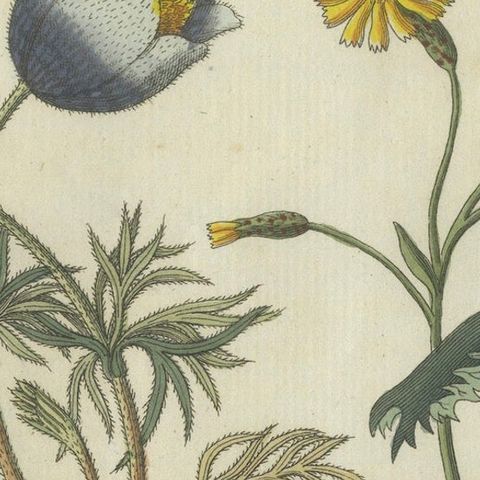 Botanical Print: Papaver and Hieracium Species from a Natural History Collection, close-up 4