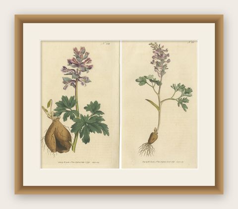 Set of 2 Antique Botany Prints - Solid Rooted and Hollow Rooted Fumitory, shown framed
