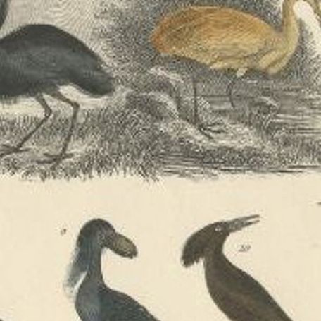 Antique Bird Print of Various Bird Species, C.1852, close-up 2