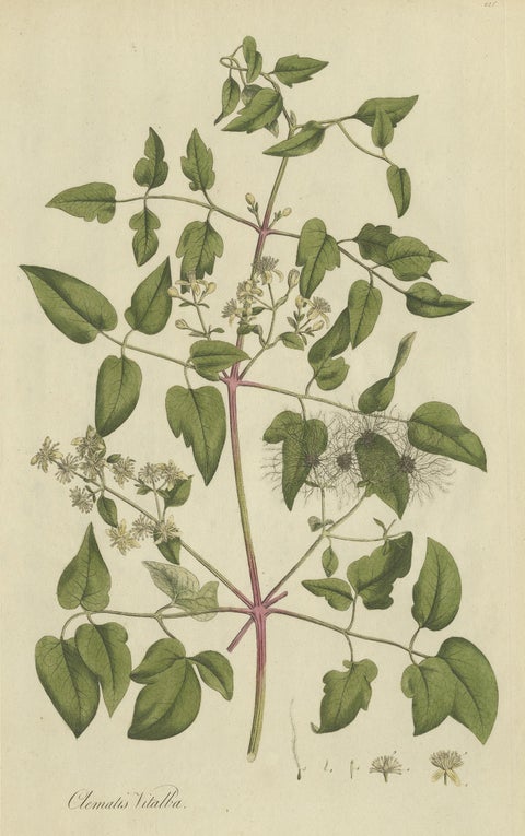 Antique Botany Print of the Clematis Vitalba by Curtis, circa 1777, view 2