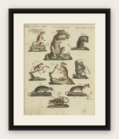 Decorative Rare Antique Animal Print of Marsupial Species, circa 1800, shown framed