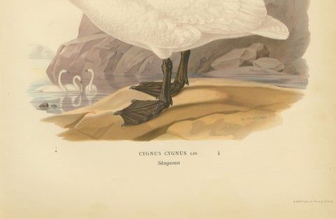 Antique Scandinavian Swan Lithograph, Cygnus Cygnus, Svenska Fåglar 1929, close-up 4