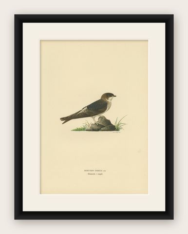 Antique Bird Print of the Common House Martin by Von Wright, '1927', shown framed