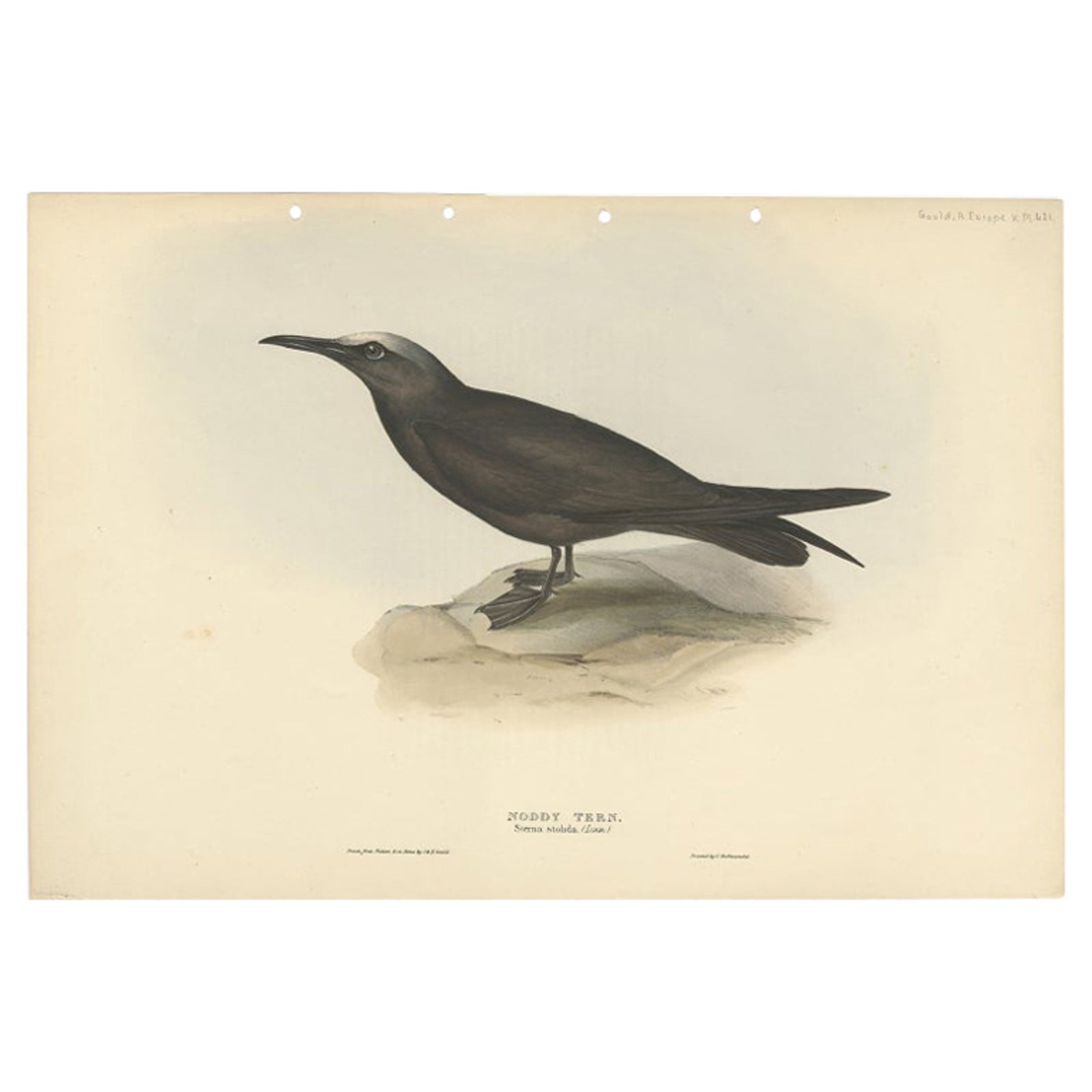 Noddy Tern, Antique Bird Print by John Gould, Hand-Colored c.1832