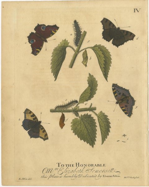 Early English Butterflies, Large White, Peacock & Red Admiral, Albin 1720, view 5