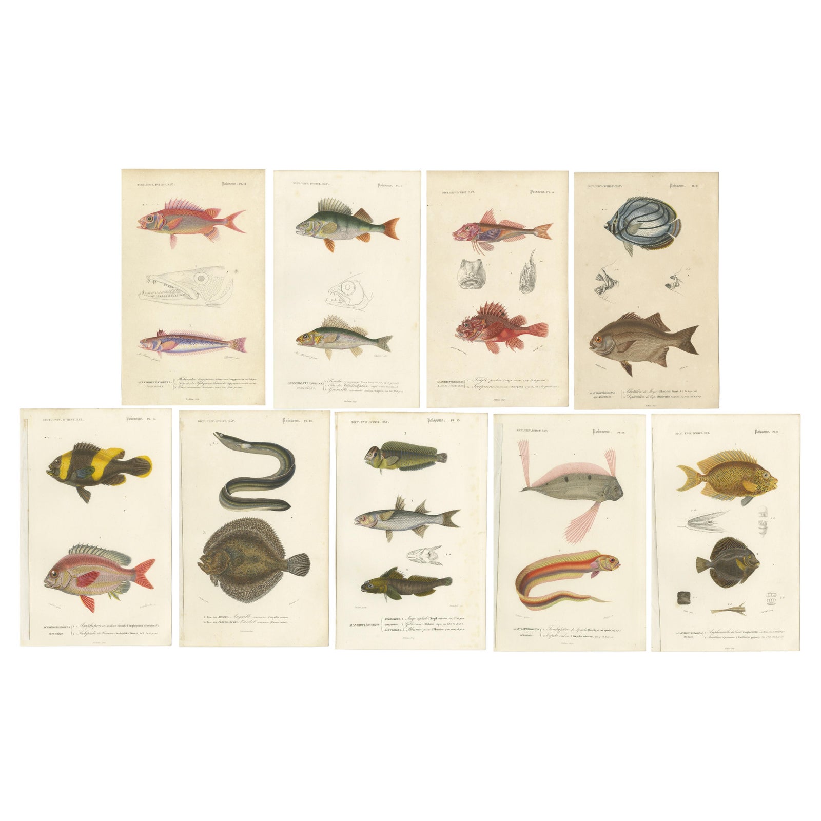 Set of 9 Antique Prints of Various Handcolored Fish Species