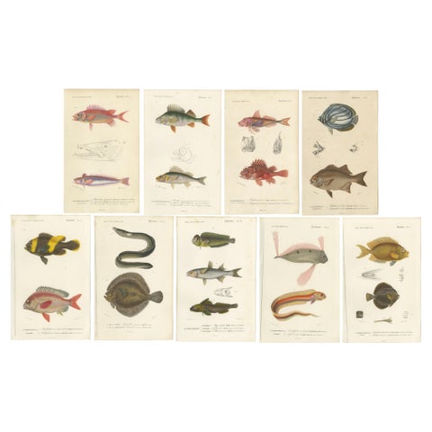 Set of 9 Antique Prints of Various Handcolored Fish Species