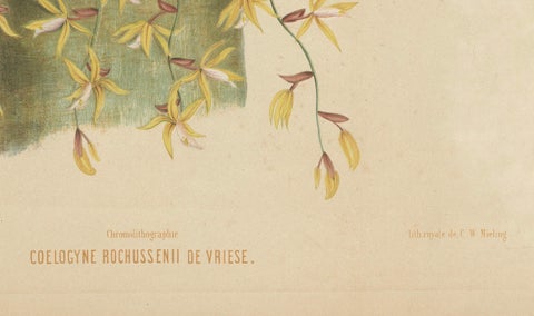 Large Orchid Illustrations of the Dutch East Indies: A Botanical Heritage, 1854, close-up 1