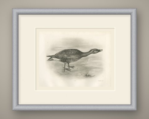 Bean Goose Calling with Neck Outstretched after Lilian Medland, c. 1909, shown framed
