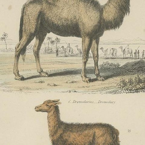 Pl. 23 Antique Print of a Dromedary, Lama and Deer by Richardson 'circa 1860', close-up 2