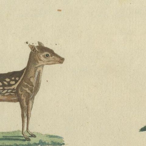 Antique Handcolored Engraving of Chevrotains and Small Deer, c.180, close-up 4