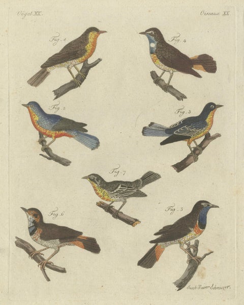 Original Antique Print of Seven Robins, Bluethroats and Yellowthroats, 1796, close-up 1