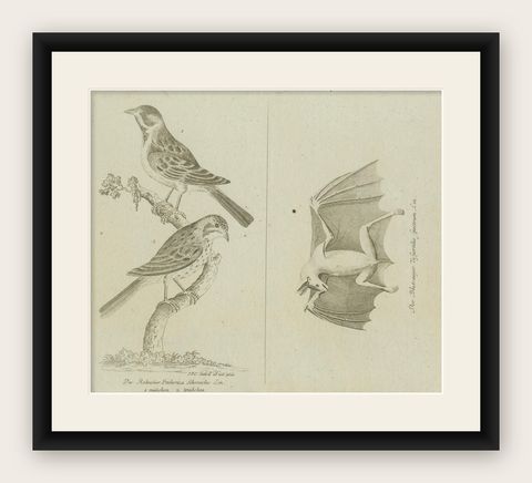 Antique Ornithological & Zoological Engraving, Bird and Bat Species, c.1800, shown framed