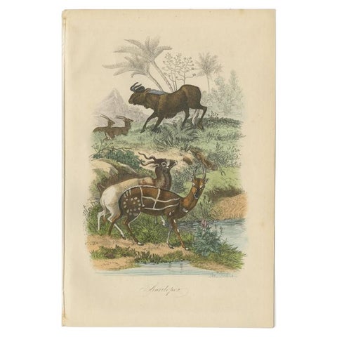 Antique Print of Antelopes, 1854, view 2