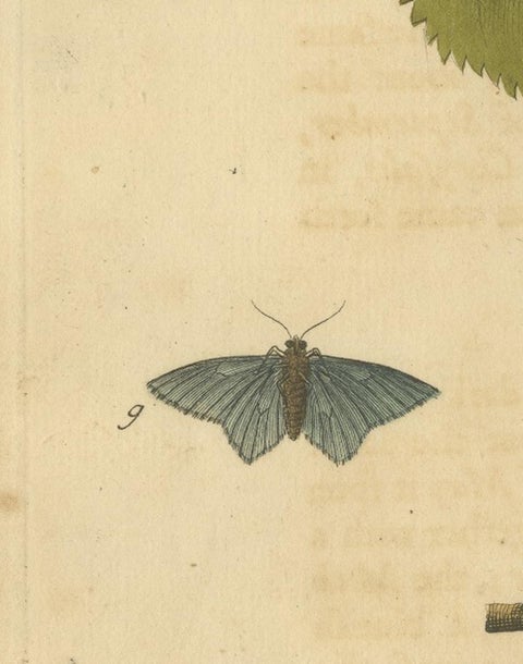 English Moths on Hazel Branch with Nuts, Antique Insect Engraving, Albin 1720, view 7