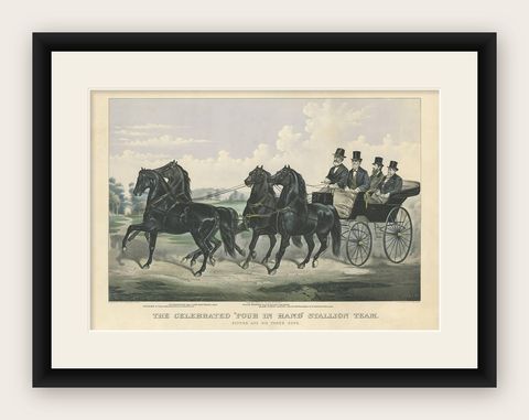 Antique Horse Print of the 'Four in Hand' Stallion Team, 1875, shown framed