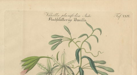 Antique Vanilla Botanical Print, Vanilla Planifolia, Hand Colored, c.1831, close-up 1