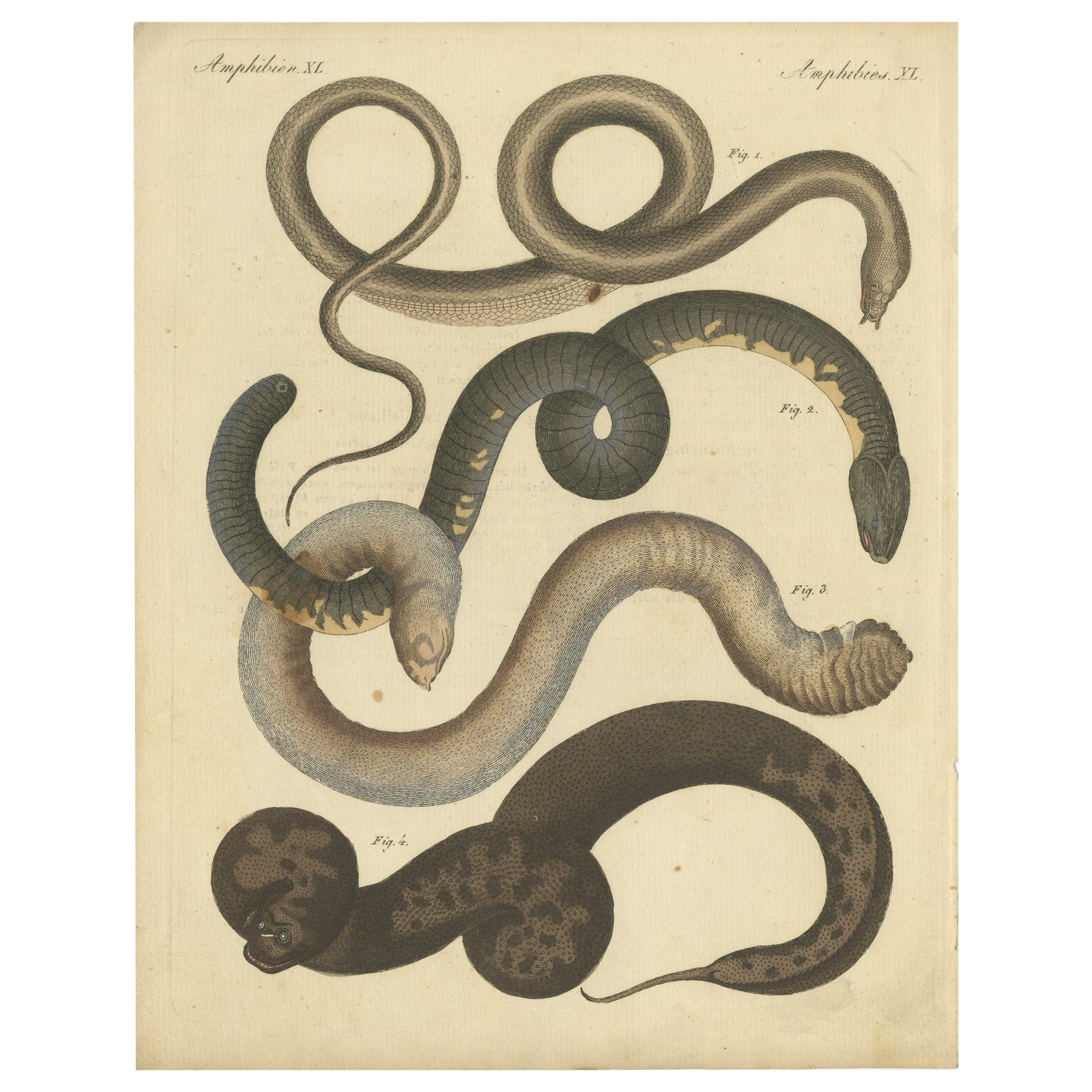 Antique Handcolored Engraving of Amphibious Eels and Snakes, c.180