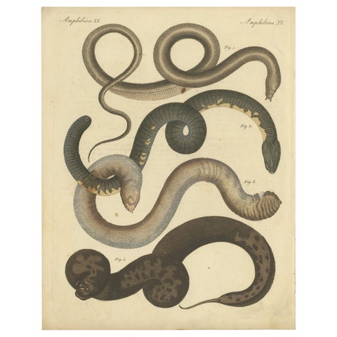 Antique Handcolored Engraving of Amphibious Eels and Snakes, c.180