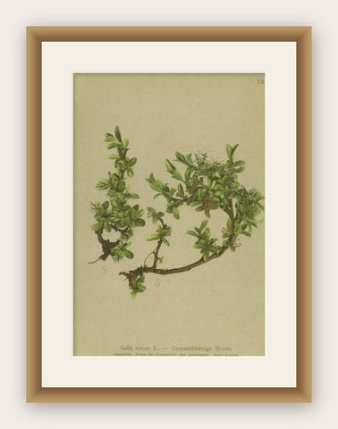 Antique Botany Print of the Salix Retusa Plant by Palla, 1897, shown framed