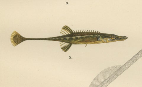 Sticklebacks and Pipefish - Graceful and Intricate Scandinavian Fish Litho, 1895, close-up 4